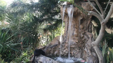 Fountain and the cat Stock Footage 23284199
