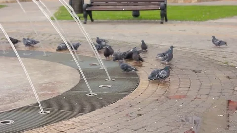 Fountain and doves through water Stock Footage