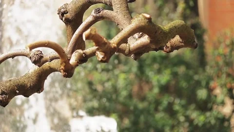 Fountain on background of tree branches Stock Footage 89141302