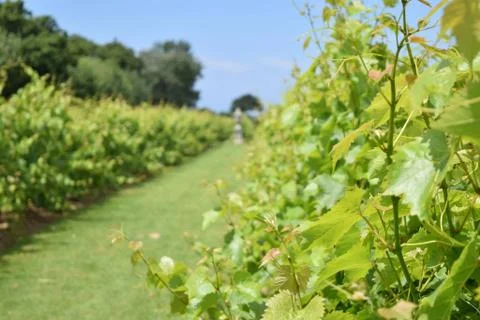 Fountain at the End of Vines Stock Photos