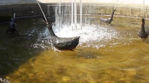 Fountain Favorite. Peterhof 動画素材 327095710