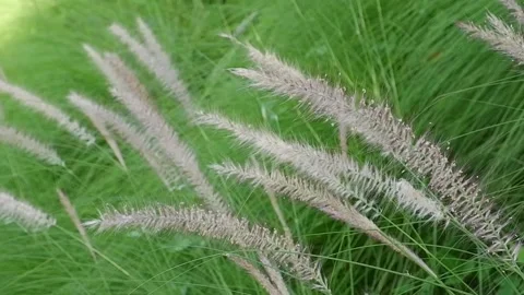 The fountain flower grass blows gently following by wind. Stock Footage 134550331