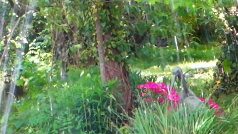 Fountain, flowers, greenery. Stock Footage 194149612