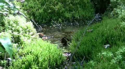 Fountain  Видео 360175