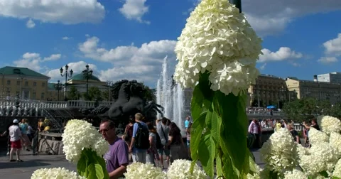 Fountain with four horses at the Manege square, blooming hydrangea Stock Footage 66192588
