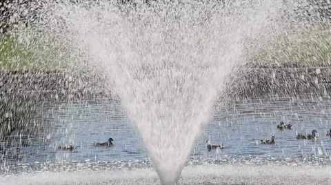 Fountain Geyser Ducks Stock Footage