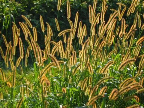 Fountain Grass In The Evening Sunlight Stock Photos