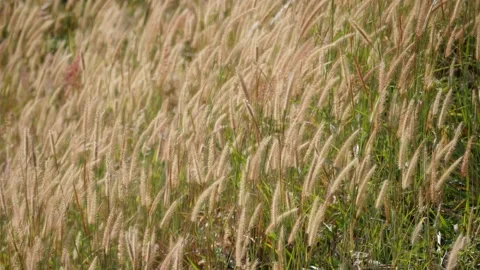 The Fountain Grass flower In the wind Stock Footage 131967872