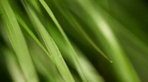 Fountain Grass Stock Footage 502116