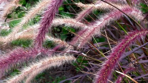 Fountain Grass Video stock 168655581