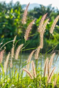 Fountain grass Stock Photos