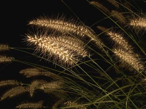 Fountain grass Stock Photos