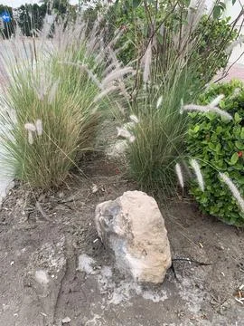 Fountain Grass Photos