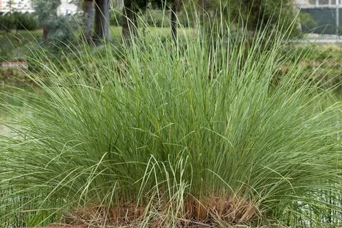 A fountain grass Stock Photos