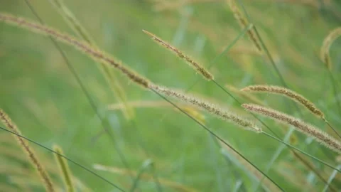 Fountain grass swaying in the wind, closeup with background blur. Stock-Footage 235120577