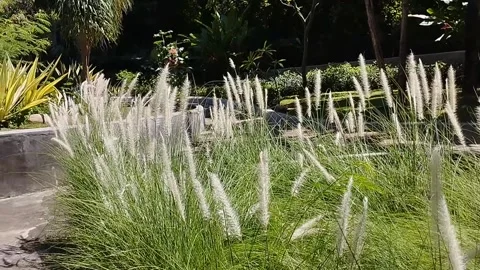 This fountain grass is very nice Stock Footage 229572807
