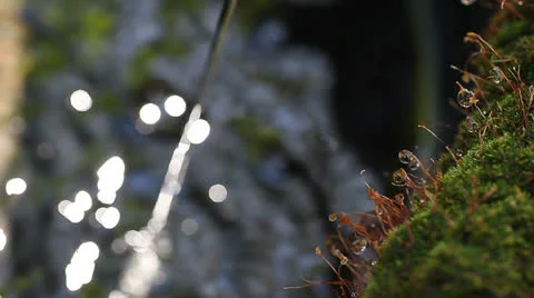Fountain with moss foreground Stock Footage 24895786
