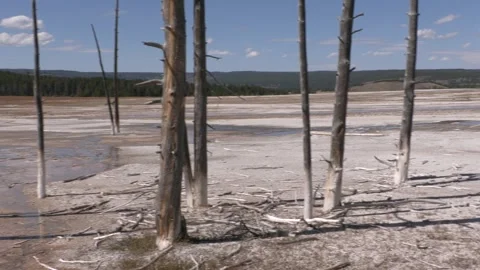 Fountain Paint Pot. Dried trees panorama. Yellowstone National Park Stock Footage 318588342