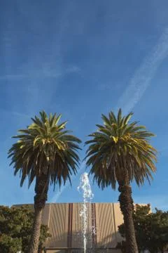 Fountain palms vertical Stock Photos