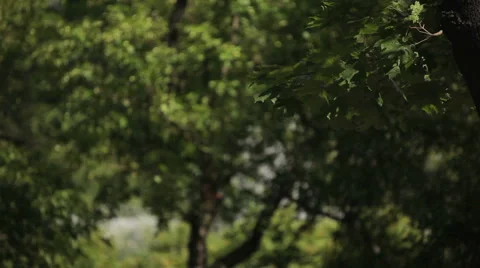 Fountain in the park in the summer can be seen through the trees Stock Footage 44302517