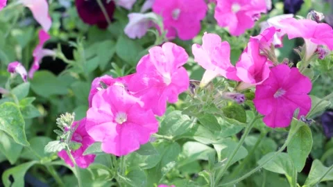 Fountain, slow motion, landscape design Stock Footage 200275632