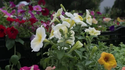 Fountain, slow motion, landscape design Stock Footage 200290914
