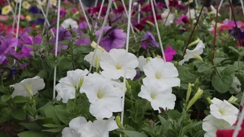Fountain, slow motion, landscape design Stock Footage 200291312