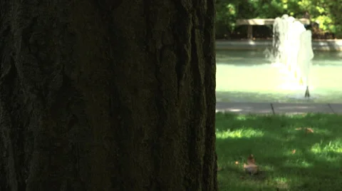 Fountains from behind tree Stock Footage 31458486