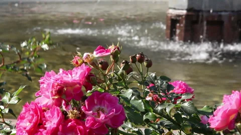Fountains with flowers 動画素材 47579072