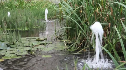 Fountains in Lily Pond Stock Footage 47462799
