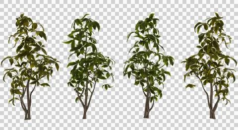 Four 3D Rendered Trees, Green Foliage, Variations Stock Photos