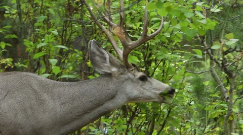 FOUR (4) POINT BUCK DEER EATING LEAVES; CLOSE UP AND MEDIUM SHOTS Stock Footage 59066881