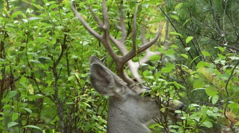 FOUR (4) POINT BUCK DEER EATING LEAVES; EXTREME CLOSE UP Stock Footage 59066914