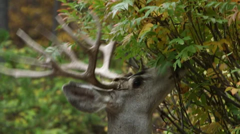 FOUR (4) POINT BUCK DEER EATING LEAVES; EXTREME CLOSE UP; SECOND BUCK WALKS Stock Footage 59066937