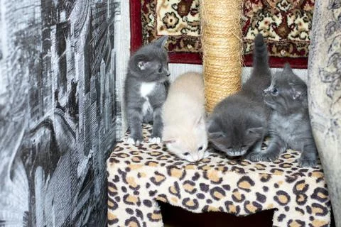 Four 5 weeks old kitten on a scratching post Stock Photos