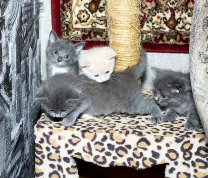 Four 5 weeks old kittens play on a scratching post Stock Photos