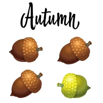 Four acorns isolated on white background. Vector Illustration Stock Illustration
