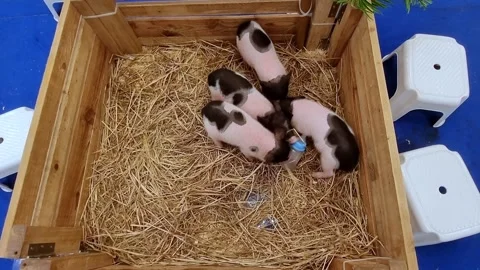 Four adorable piglets with black spots resting in a wooden crate filled wit.. Видео 336700637