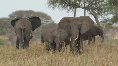 Four African elephants with one flapping ears in the savannah, Tanzania Stock Footage 326154224