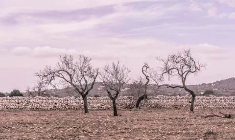 Four almond trees Foto stock