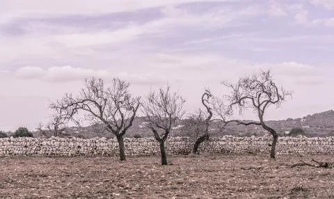 Four almond trees Stock Photos