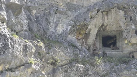 Four Alpine ibex (Capra ibex) near a bunker Video stock 256063688