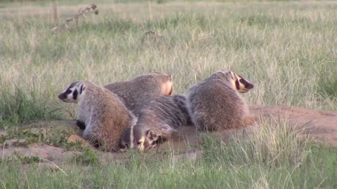Four American Badgers Stock Footage 76228463