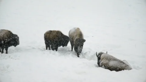 Four American Bisons during snowfall in Yellowstone National Park Stock Footage 93371438