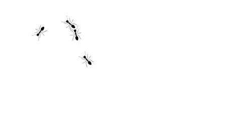 Four ants line of worker ants marching in search of food. Symbolizing teamwor Stock Footage 311841542