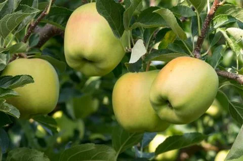 Four apples on the tree in the orchard Stock Photos