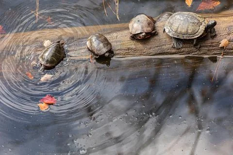 Four Aquatic Turtles Bask On Log Submerged In Georgia Lake Stock Photos