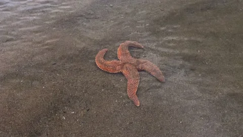 Four Armed Starfish Stock-Footage 156553323
