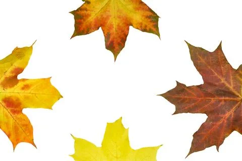 Four autumn colored maple leaves by sides Stockillustratie
