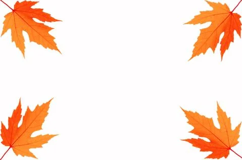 Four Autumn leafs of maple Foto stock